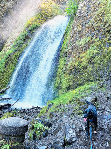 How to Enjoy a Trip to ​Portland, Oregon with Your&nbsp;Dog